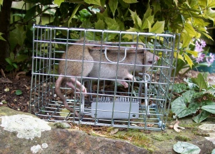 Fenn Cage and Mk 4 Fenn Rat Trap